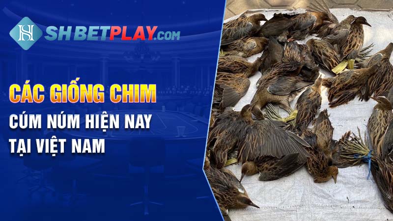 Các giống chim cúm núm hiện nay tại Việt Nam 