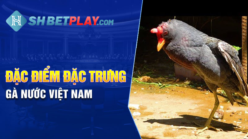 Đặc điểm đặc trưng gà nước Việt Nam 